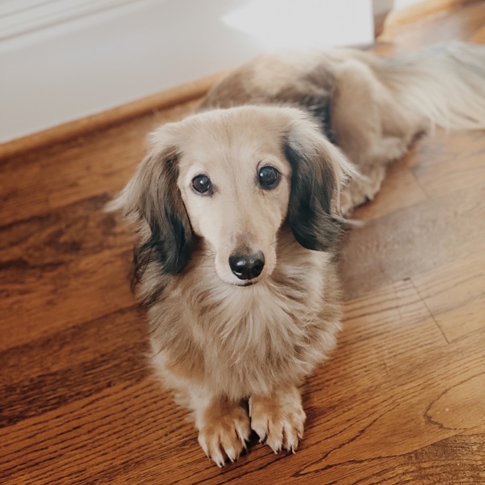 Meet your Posher, Molly